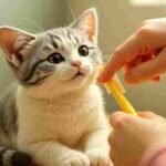 Cat getting its teeth brushed at home with a finger toothbrush by its owner
