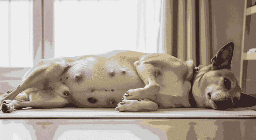 Signs Your Dog Might Be Pregnant