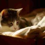 Pregnant cat nesting in a box before giving birth.