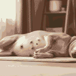 pregnant dog resting on mat showing signs of pregnancy