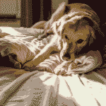 Dog digging on a bed before lying down