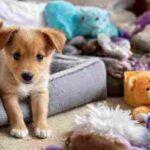 How to help a puppy adjust to a new home on the first day with a safe, calm setup
