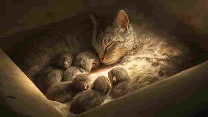 Mother cat nursing her kittens after giving birth.