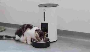 Best 5 Automatic Feeders for Cats