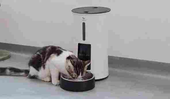 Best 5 Automatic Feeders for Cats