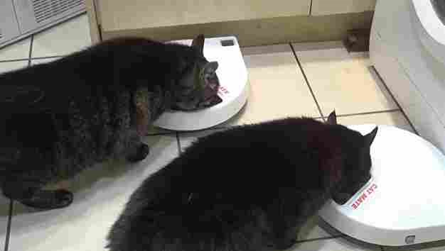 Cat Mate C500 Automatic Feeder