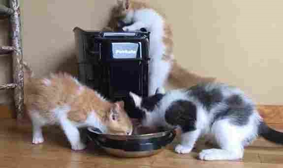 PetSafe Healthy Pet Simply Feed 