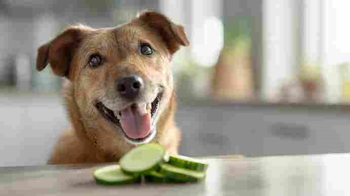 Can Dogs Eat Cucumbers? yes