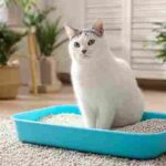how often change litter with multiple cats