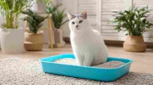 how often change litter with multiple cats