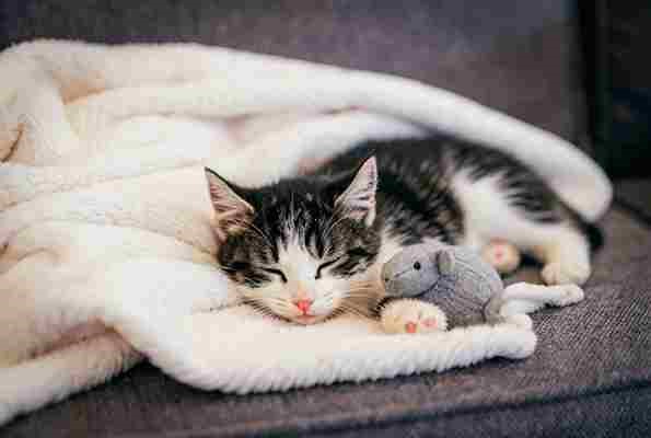 Why Does My Cat Sleep More Than Usual?