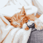 Why is my cat sleeping so much