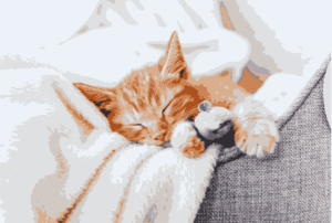 Why is my cat sleeping so much