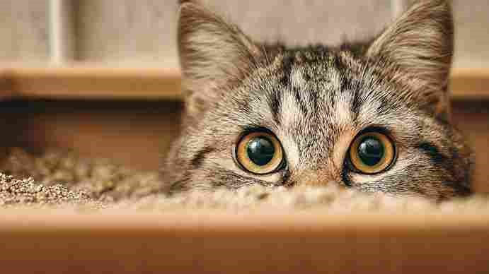 How Often Should You Clean a Cat Litter Box?