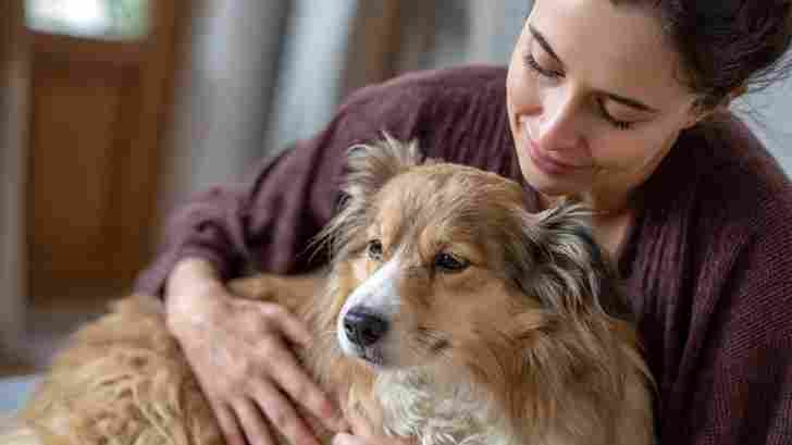 Owner worried about spayed dog looking pregnant